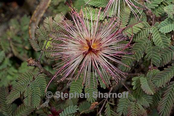 calliandra eriophylla 2 graphic